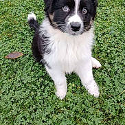 Aiden participe au concours pour gagner de l'argent avec cette photo : puppy, dog, black_and_white, grass, clover, outdoor, pet, cute, animal, fur, sitting, young, nature, canine, eyes, adorable, playful, small, fluffy, portrait