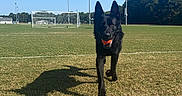 Odin joined the competition — help win amazing prizes! athletic_field, black_dog, blue_sky, dog, goalpost, grass, orange_ball, outdoor, pet, playful, running, shadow, soccer_ball, soccer_field, sports, stadium_lights, standing, sunny, trees, walking