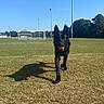 athletic_field, black_dog, blue_sky, dog, goalpost, grass, orange_ball, outdoor, pet, playful, running, shadow, soccer_ball, soccer_field, sports, stadium_lights, standing, sunny, trees, walking