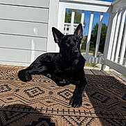 Odin is registered to the contest to win money with this photo: amber_eyes, black_dog, blue_sky, canine, deck, dog, ears, fur, german_shepherd, lying_down, outdoor, patterned_rug, pet, porch, portrait, relaxed, rug, shadow, sunlight, white_railing