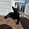 amber_eyes, black_dog, blue_sky, canine, deck, dog, ears, fur, german_shepherd, lying_down, outdoor, patterned_rug, pet, porch, portrait, relaxed, rug, shadow, sunlight, white_railing