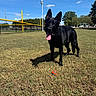 Odin is registered to the contest to win money with this photo: animal, ball, baseball_fence, baseball_field, black_dog, blue_sky, dog, grass, outdoor, park, pet, photography, pointed_ears, shadow, sports_field, standing, sunny, tongue_out, toy, trees