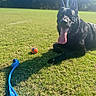 Odin joined the competition — help win amazing prizes! animal, black_dog, blue_toy, daylight, dog, dog_toy, grass, happy, lawn, lying_down, outdoor, park, pet, playing, pointed_ears, portrait, sunlight, tennis_ball, tongue_out, trees