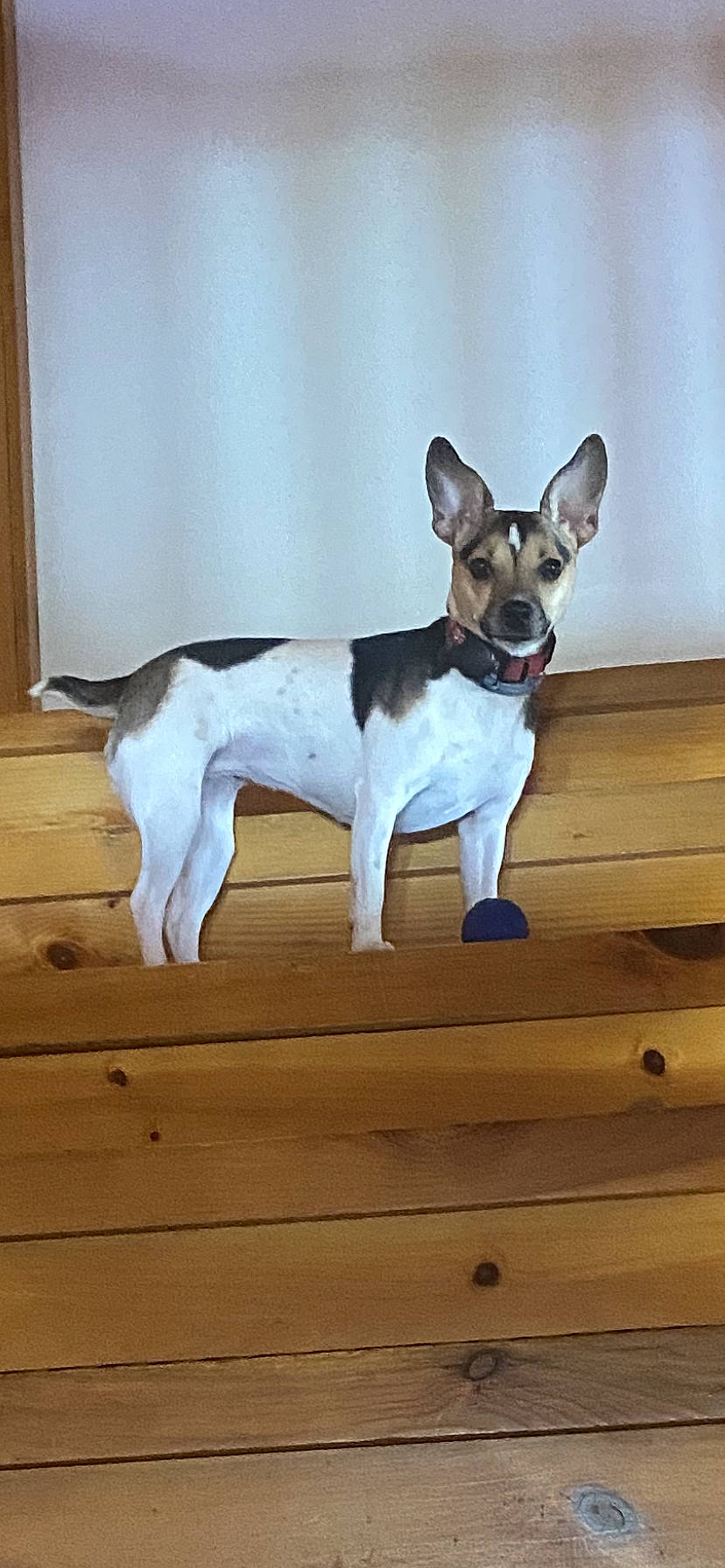 Khaleesi is registered to the contest to win money with this photo: canidae, carnivore, collar, companion_dog, dishware, dog, dog_breed, dog_collar, dog_supply, fawn, flooring, hardwood, pet_supply, small_terrier, snout, sporting_group, tail, terrier, wood, working_animal