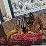 Diesel is registered to the contest to win money with this photo: dog, german_shepherd, couch, pillow, blanket, indoor, living_room, floral_wallpaper, wood_floor, stuffed_animals, photo_frames, smiling_dog, furniture, relaxed, pet, home_decor, striped_pillow, red_blanket, brown_couch, comfort