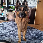 Diesel joined the competition — help win amazing prizes! dog, german_shepherd, carpet, living_room, floral_wallpaper, sofa, cushion, door, photoframes, wooden_floor, furniture, pet, animal, ears, fur, canine, domestic_animal, indoor, home, curious