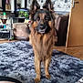 dog, german_shepherd, carpet, living_room, floral_wallpaper, sofa, cushion, door, photoframes, wooden_floor, furniture, pet, animal, ears, fur, canine, domestic_animal, indoor, home, curious
