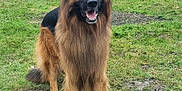Diesel is registered to the contest to win money with this photo: dog, german_shepherd, pet, animal, outdoor, grass, garden, fence, canine, mammal, fur, ears, tail, happy, tongue, alert, nature, backyard, mud, standing