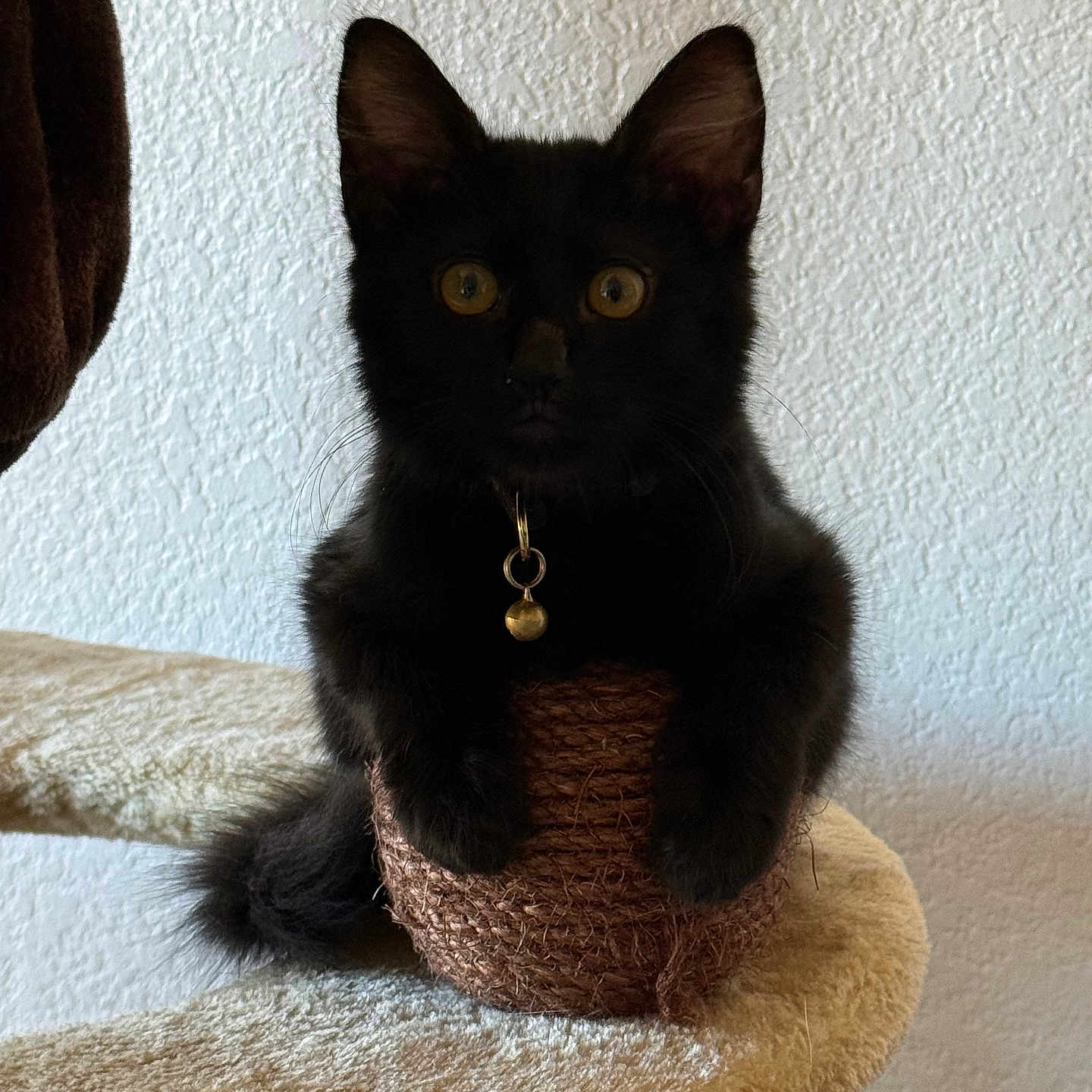 Spooky joined the competition — help win amazing prizes! black_cat, kitten, scratching_post, indoor, pet, feline, curious, yellow_eyes, collar, bell, fur, whiskers, claws, playful, cute, animal, young_cat, texture, home, resting
