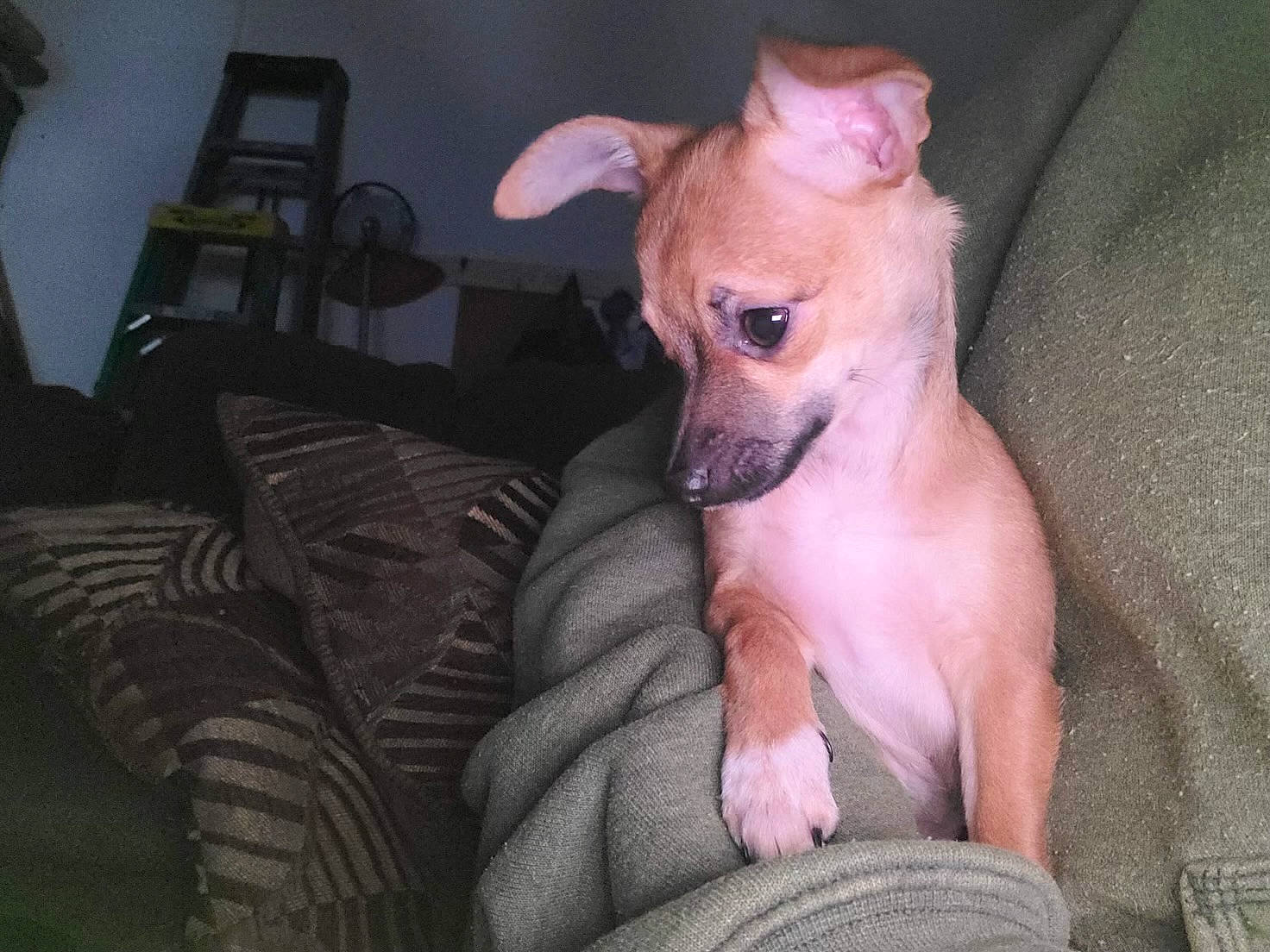 Koko joined the competition — help win amazing prizes! carnivore, chair, chihuahua, comfort, companion_dog, corgi_chihuahua, dog, dog_breed, dog_supply, ear, fawn, fur, nail, paw, sitting, snout, sporting_group, toy_dog, whiskers, working_animal