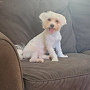 Toby joined the competition — help win amazing prizes! dog, pet, couch, indoor, brown_couch, white_dog, small_dog, happy, tongue_out, fluffy, living_room, home_interior, seated, cute, animal, fur, canine, domestic_animal, relaxed, companion