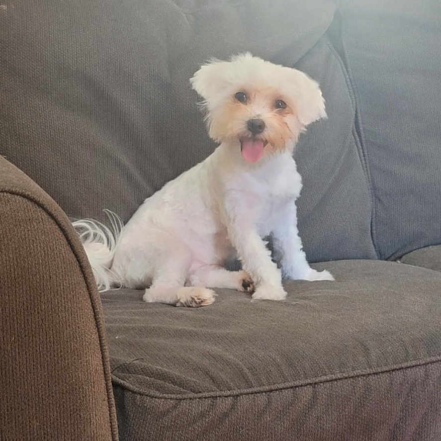 Toby