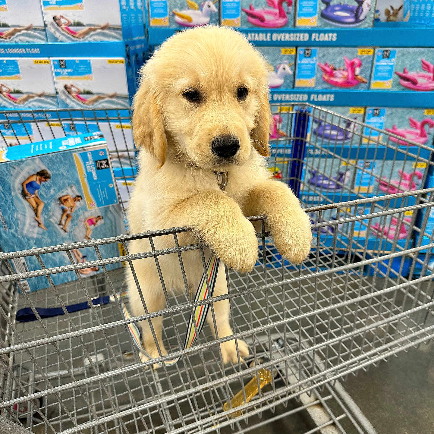 Odin joined the competition — help win amazing prizes! animal, bird, canine, den, dog, doghouse, eskimodog, goldenretriever, grocerystore, indoors, labradorretriever, market, person, pet, puppy, shop, shopping, shoppingcart, supermarket, whitedog
