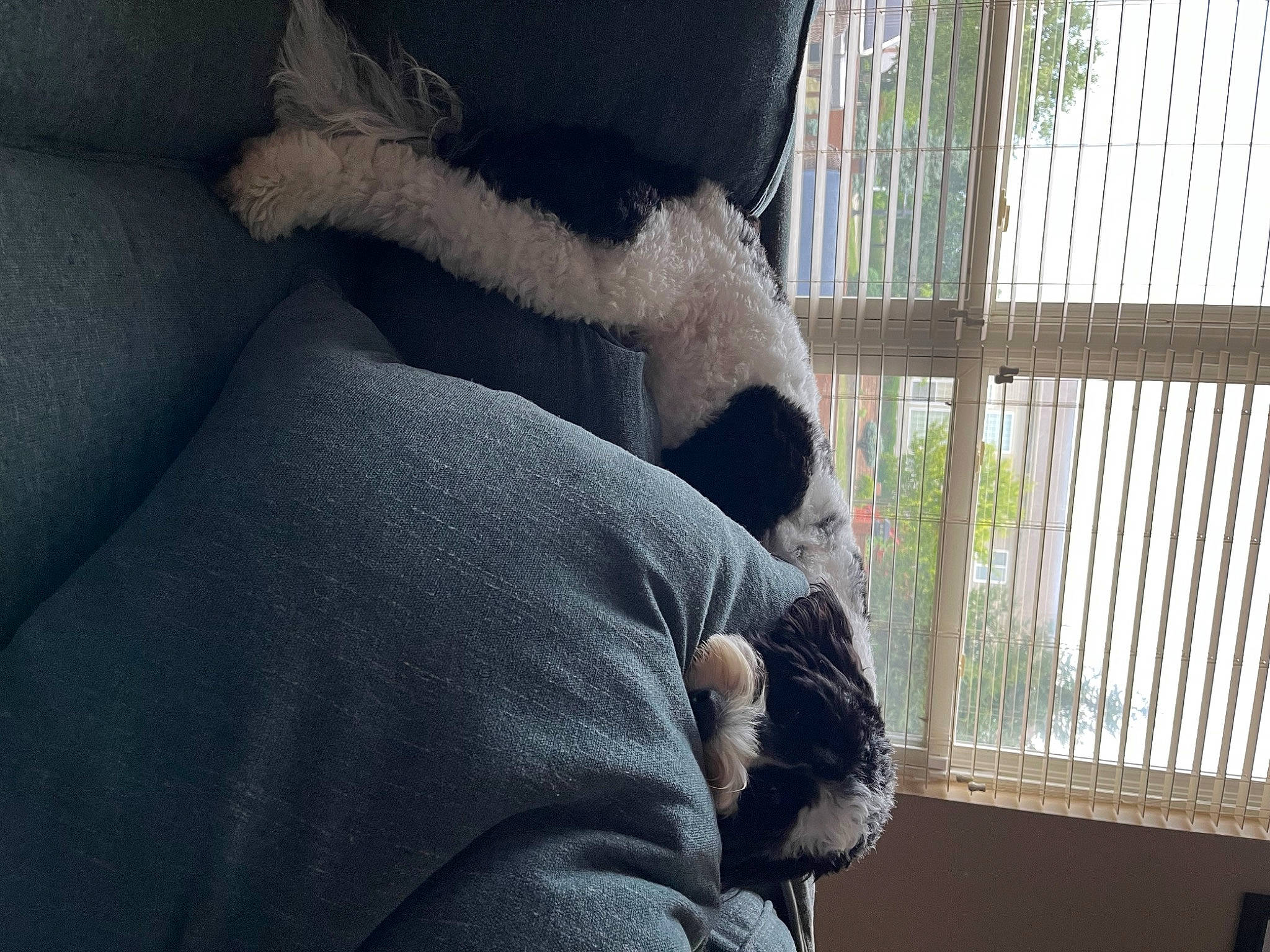 Marble is registered to the contest to win money with this photo: cage, carnivore, comfort, dog_breed, fur, plant, room, sitting, snout, sporting_group, tail, terrestrial_animal, textile, tints_and_shades, tree, wildlife, window, window_blind, window_covering, window_treatment