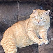 Bubba joined the competition — help win amazing prizes! animal, cat, couch, cute, domestic, ears, feline, fur, ginger_cat, home, indoor, leather, mammal, paw, pet, relaxed, resting, stretching, tail, whiskers