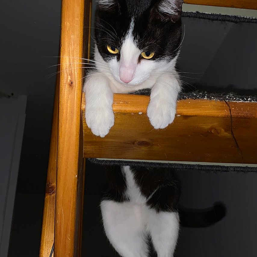 Newt a rejoint le concours — aidez-le/la à gagner de superbes lots ! animal, architecture, building, cabinet, cat, closet, cupboard, drawer, furniture, hardwood, house, housing, indoors, interiordesign, kitten, pet, shelf, stainedwood, staircase, wood