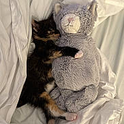 Button joined the competition — help win amazing prizes! kitten, cat, stuffed_animal, plush_toy, bed, blanket, white_bedding, sleeping, snuggling, cozy, cute, calico, paw, fur, indoor, resting, adorable, pet, soft, comfort