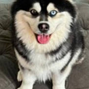 Rex joined the competition — help win amazing prizes! dog, husky, heterochromia, blue_eye, brown_eye, tongue_out, fluffy, pet, sitting, cushion, indoor, happy, ears_up, canine, fur, black_and_white, animal, companion, cute, smiling