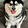 dog, husky, heterochromia, blue_eye, brown_eye, tongue_out, fluffy, pet, sitting, cushion, indoor, happy, ears_up, canine, fur, black_and_white, animal, companion, cute, smiling