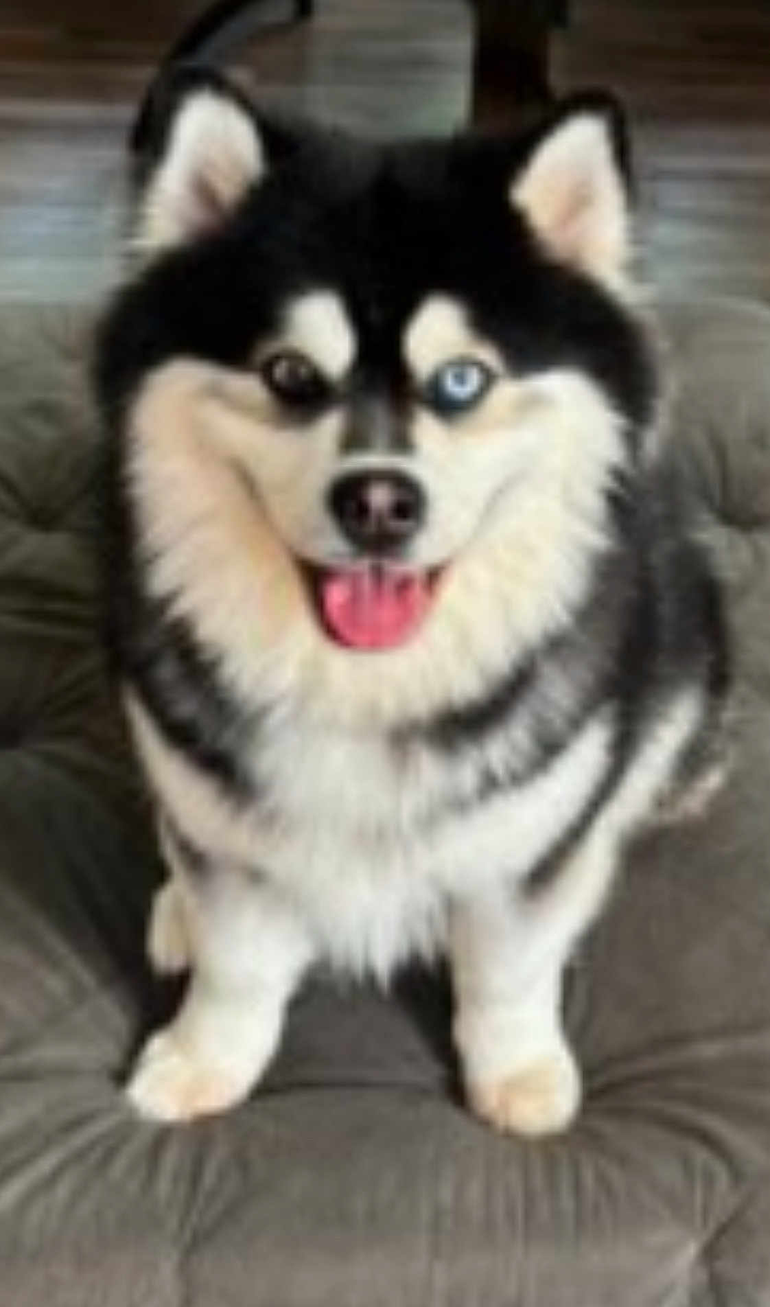 Rex joined the competition — help win amazing prizes! dog, husky, heterochromia, blue_eye, brown_eye, tongue_out, fluffy, pet, sitting, cushion, indoor, happy, ears_up, canine, fur, black_and_white, animal, companion, cute, smiling