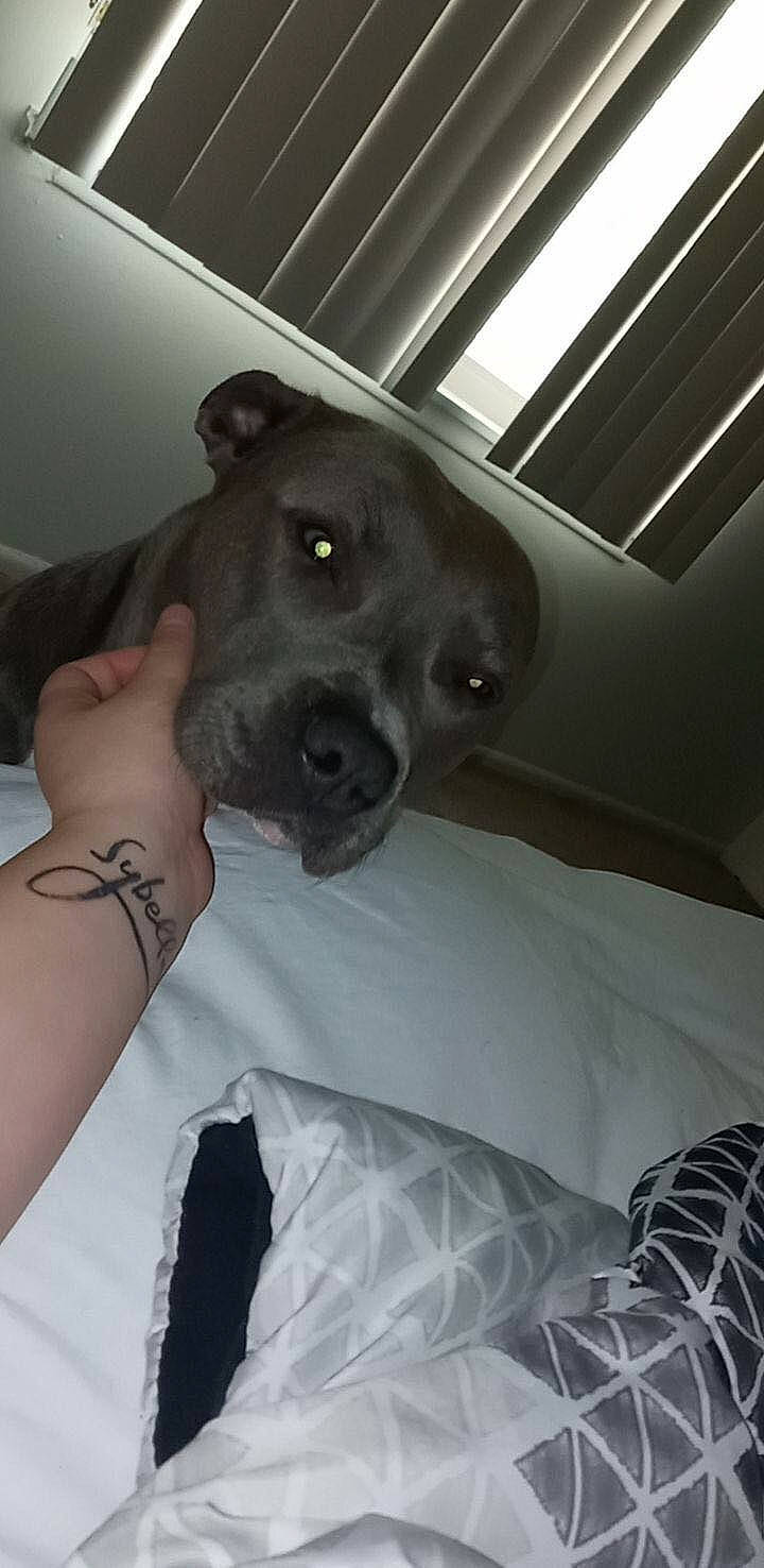 Queen joined the competition — help win amazing prizes! borador, carnivore, comfort, companion_dog, couch, dog, dog_breed, elbow, fawn, gesture, grey, guard_dog, human_leg, monochrome, monochrome_photography, sitting, snout, sporting_group, whiskers, working_animal