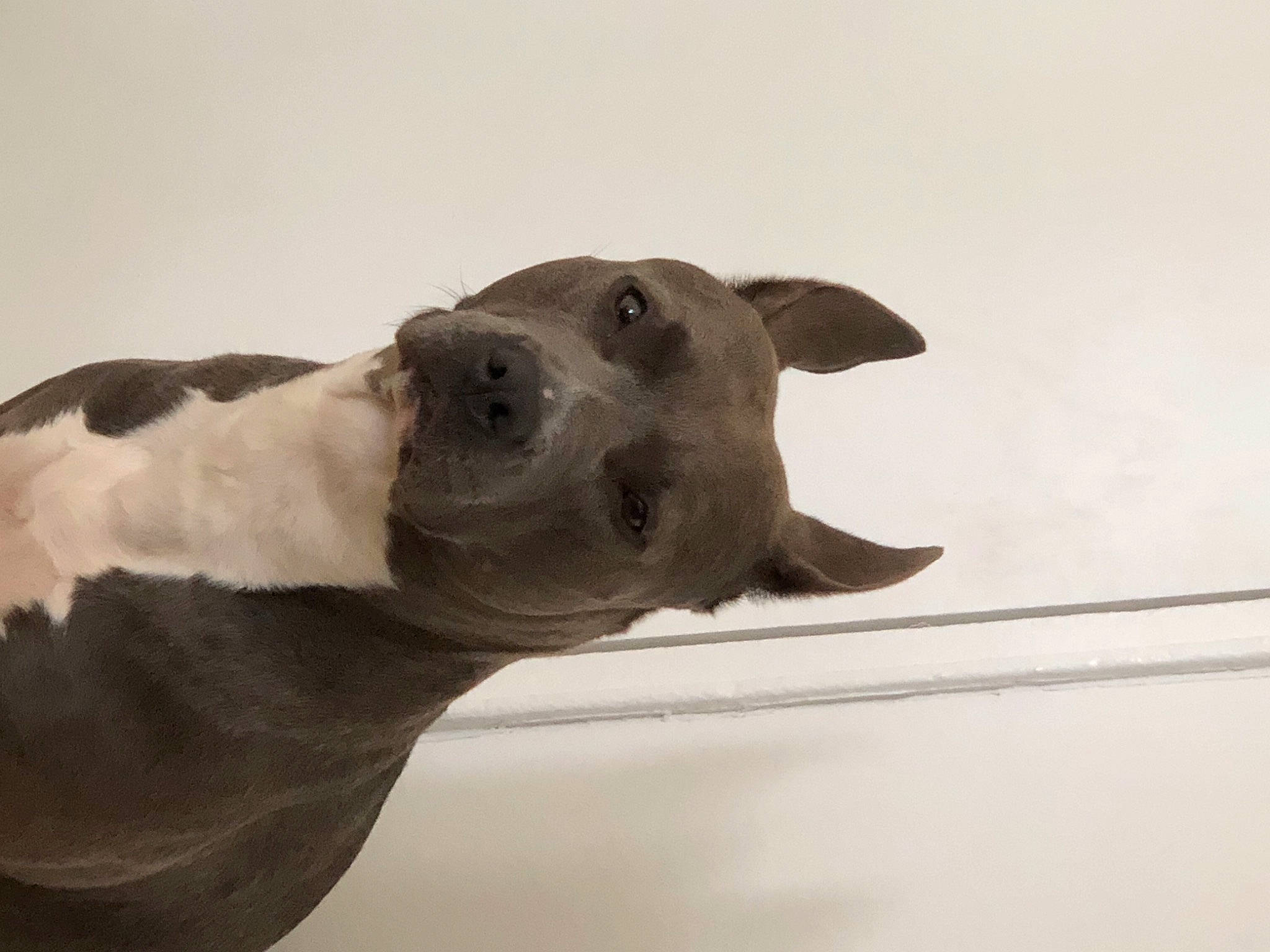 Queen joined the competition — help win amazing prizes! canidae, carnivore, dog, dog_breed, fawn, freezing, monochrome_photography, non_sporting_group, snout, snow, sporting_group, terrestrial_animal, whiskers, wildlife, winter, working_animal