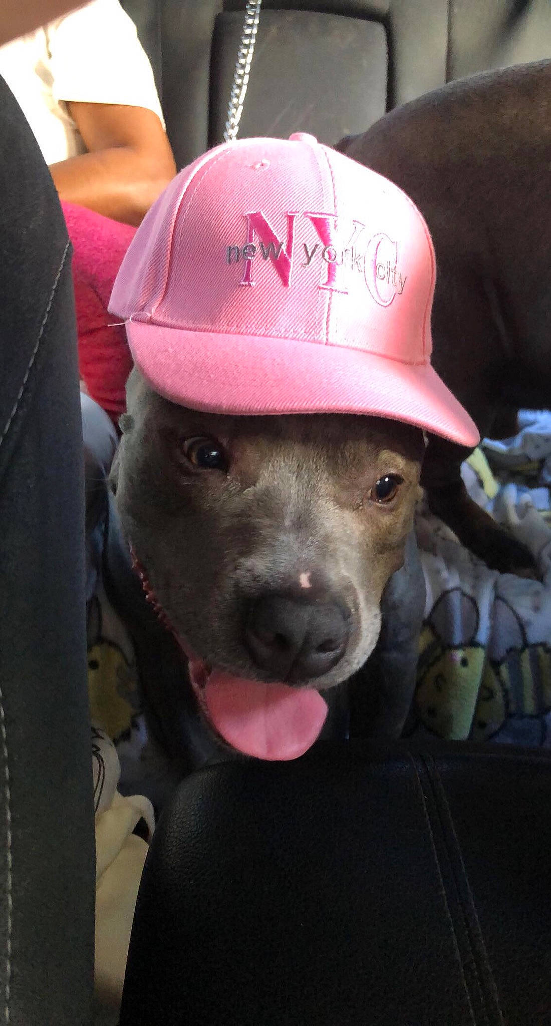 Queen is registered to the contest to win money with this photo: baseball_cap, canidae, cap, carmine, carnivore, collar, companion_dog, dog, dog_breed, fashion_accessory, fawn, fur, hat, magenta, personal_protective_equipment, pink, snout, sporting_group, whiskers, working_animal