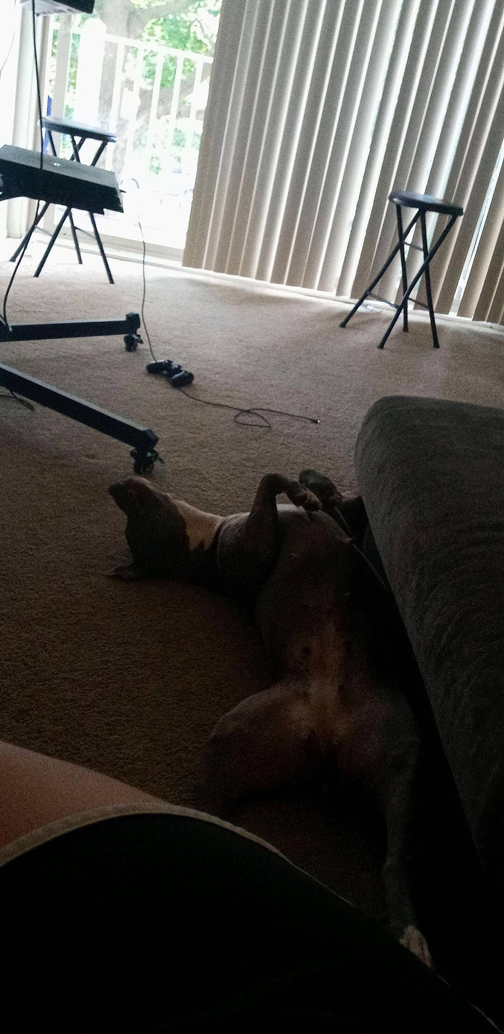 Queen joined the competition — help win amazing prizes! carnivore, chair, cloud, comfort, companion_dog, dog, dog_breed, fawn, floor, flooring, furniture, grey, hardwood, light, lighting, line, mammal, sky, tints_and_shades, wood