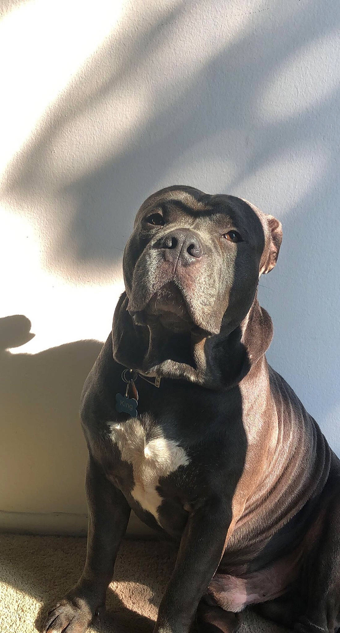 King joined the competition — help win amazing prizes! ancient_dog_breeds, art, canidae, carnivore, companion_dog, dog, dog_breed, fawn, fictional_character, fur, guard_dog, hunting_dog, liver, non_sporting_group, snout, sporting_group, terrestrial_animal, whiskers, working_animal, wrinkle