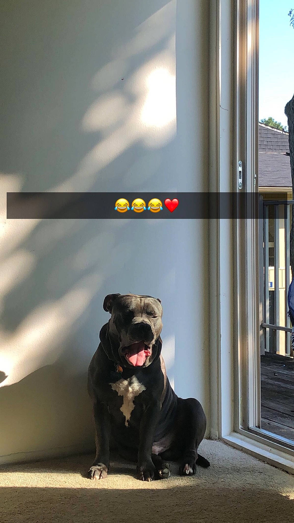 King is registered to the contest to win money with this photo: advertising, building, canidae, carnivore, companion_dog, dog, dog_breed, dog_collar, flooring, fur, gas, guard_dog, leash, metal, non_sporting_group, sitting, snout, sporting_group, street, tail