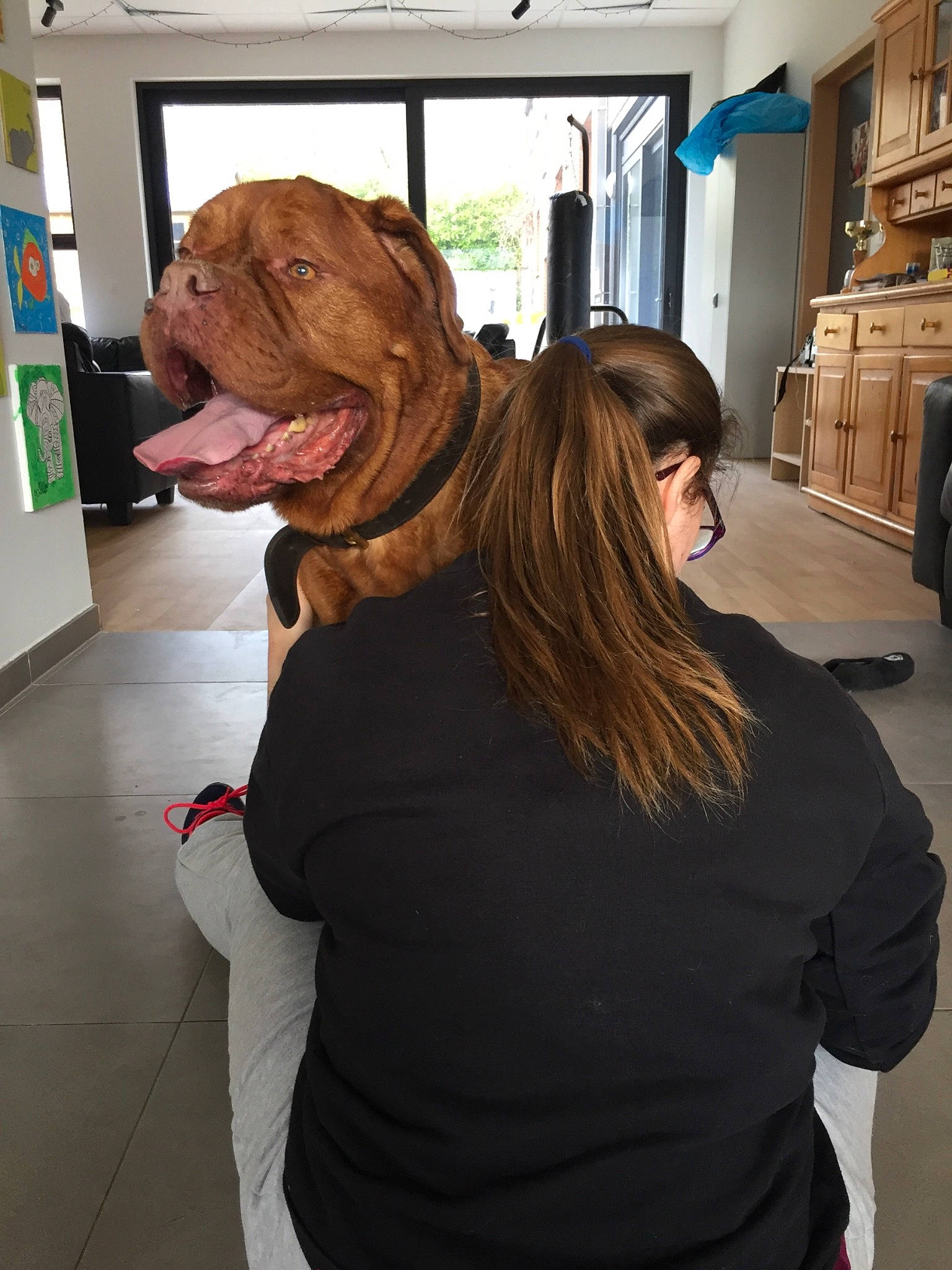 Roxy participe au concours pour gagner de l'argent avec cette photo : canidae, carnivore, companion_dog, dog, dog_breed, dogue_de_bordeaux, ear, fawn, guard_dog, non_sporting_group, shar_pei, sporting_group, wrinkle