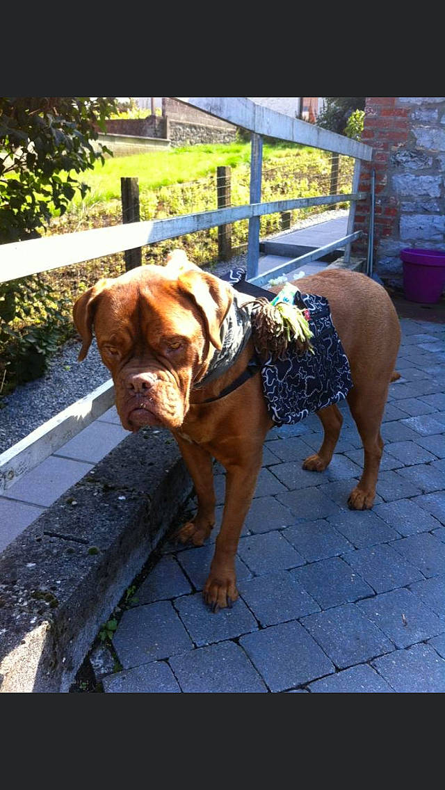 Roxy participe au concours pour gagner de l'argent avec cette photo : bullmastiff, canidae, carnivore, companion_dog, dog, dog_breed, dog_walking, dogue_de_bordeaux, fawn, guard_dog, korean_mastiff, mammal, molosser, non_sporting_group, old_english_bulldog, olde_english_bulldogge, snout, sporting_group, vertebrate, working_dog