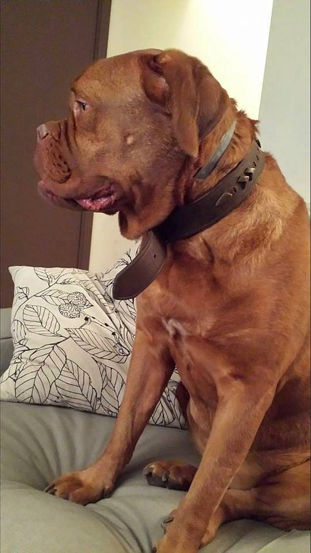 Roxy participe au concours pour gagner de l'argent avec cette photo : american_pit_bull_terrier, bandog, bullmastiff, canidae, carnivore, companion_dog, dog, dog_breed, dogue_de_bordeaux, fawn, korean_mastiff, mammal, molosser, non_sporting_group, pit_bull, rare_breed_dog, snout, sporting_group, vertebrate, wrinkle