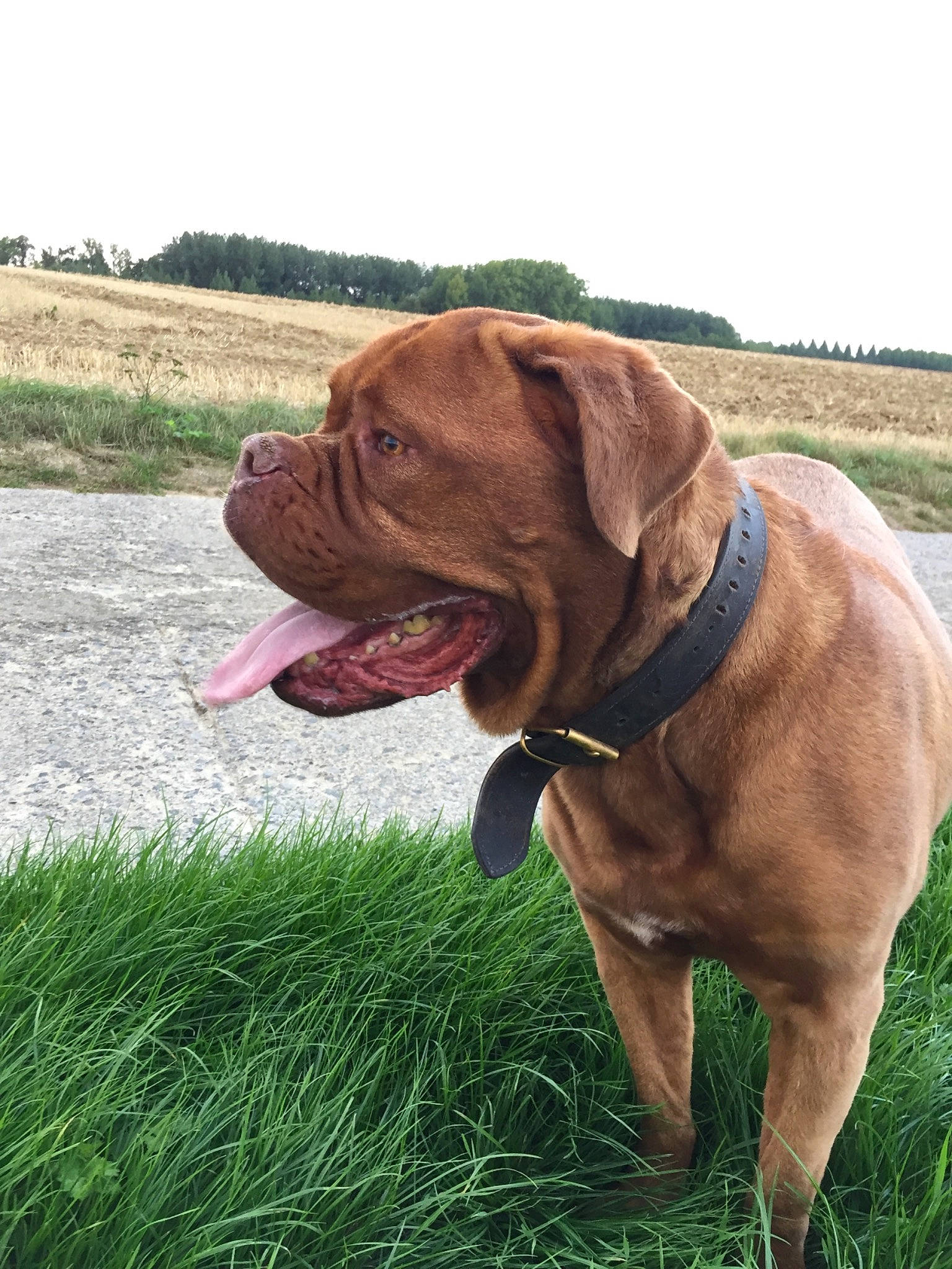 Roxy participe au concours pour gagner de l'argent avec cette photo : bullmastiff, canidae, carnivore, dog, dog_breed, dog_collar, dogue_de_bordeaux, english_mastiff, fawn, grass, guard_dog, korean_mastiff, mammal, molosser, rare_breed_dog, snout, sporting_group, vertebrate, working_dog