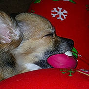 Sadie is registered to the contest to win money with this photo: dog, puppy, toy, sleeping, chew_toy, close_up, blanket, red, green, snowflake, animal, pet, resting, cute, indoor, cozy, fur, snout, ear, relaxation