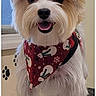 dog, small_dog, fluffy, bandana, red_bandana, bow, happy, pet, indoor, grooming_table, paw_print, window, fur, cute, animal, portrait, face, mouth_open, tongue, ears