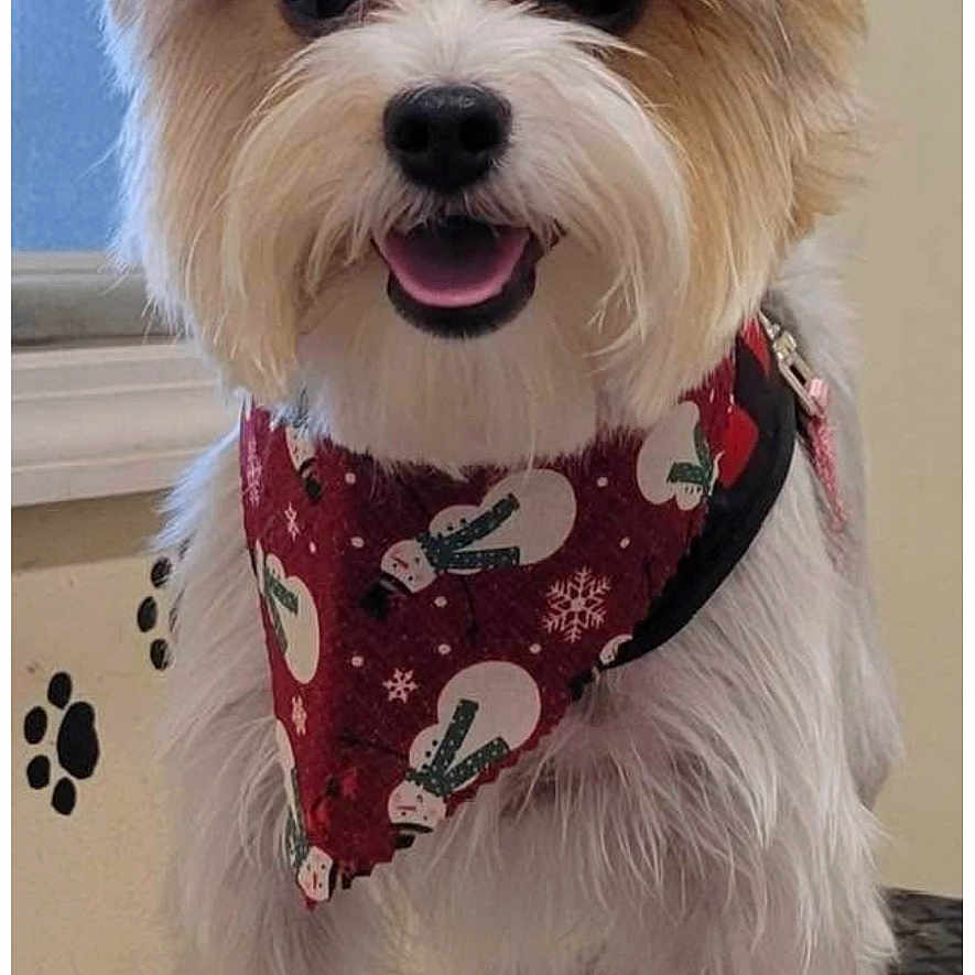 Dolly