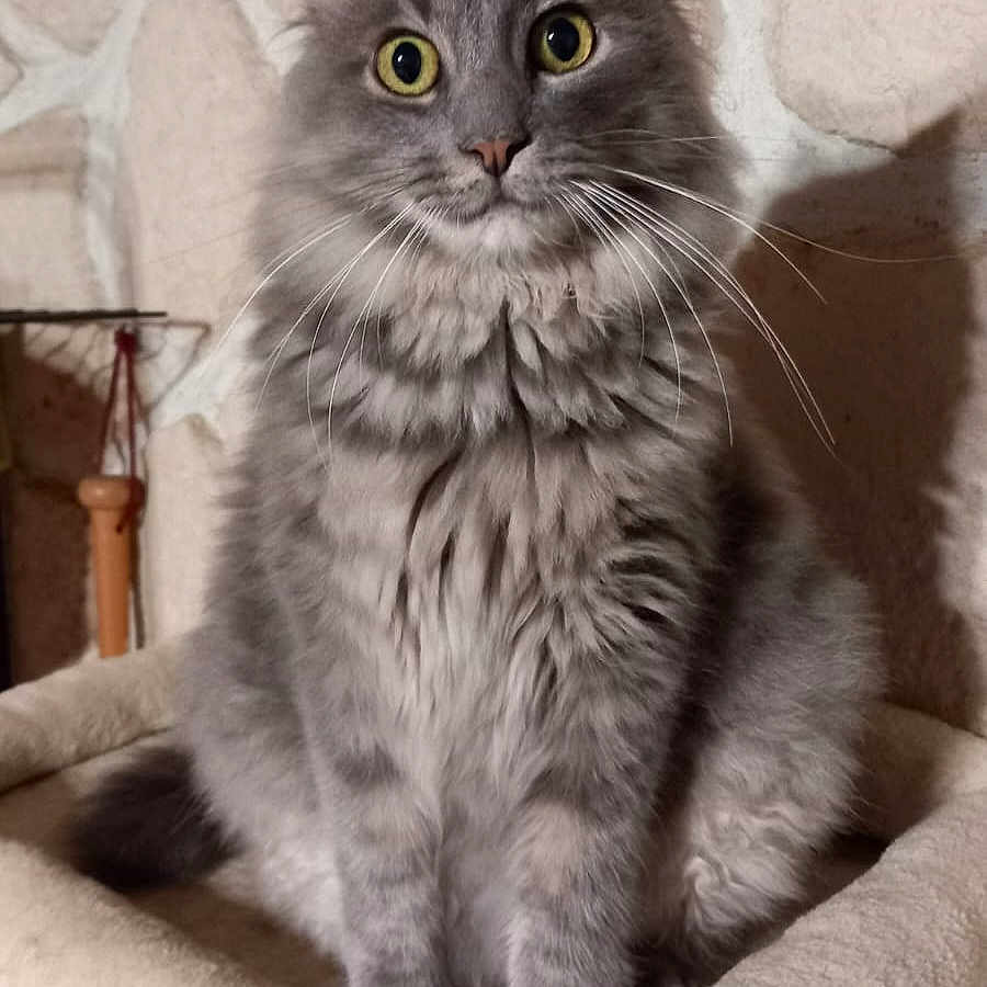 Smoky