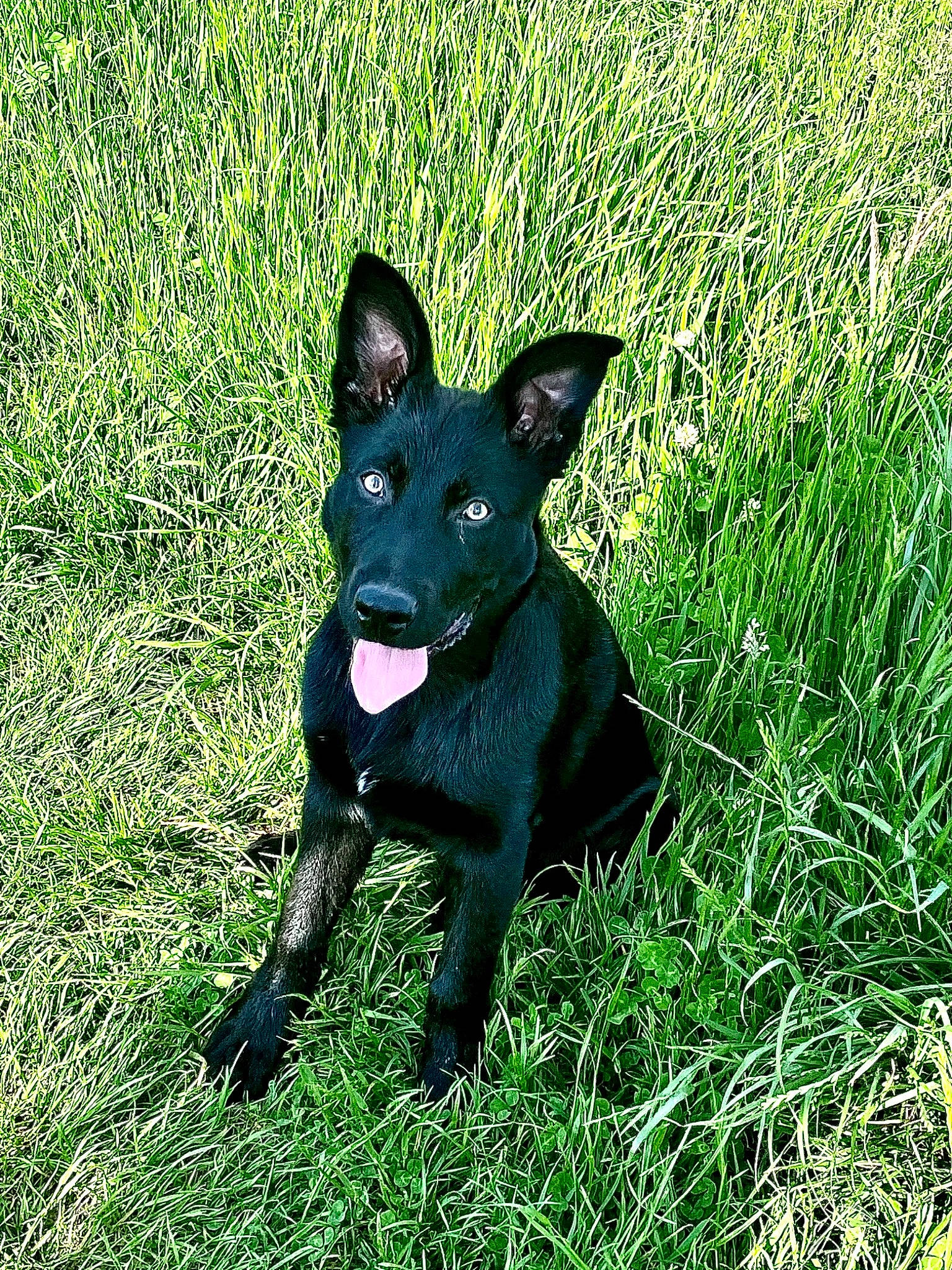 Sayien a rejoint le concours — aidez-le/la à gagner de superbes lots ! borador, canidae, carnivore, companion_dog, dog, dog_breed, eye, fawn, grass, grassland, groundcover, non_sporting_group, plant, snout, sporting_group, tail, terrestrial_animal, whiskers, working_animal, working_dog