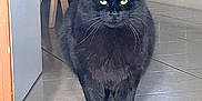 Fripouille a rejoint le concours — aidez-le/la à gagner de superbes lots ! angora, animal, blackcat, car, cat, furniture, hardwood, indoors, interiordesign, kitten, manx, pet, slate, stainedwood, transportation, vehicle, wood