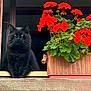 black_cat, cat, window, flower_pot, red_flowers, geranium, plant, green_leaves, pet, animal, outdoor, window_sill, nature, feline, domestic_animal, flora, leaf, closeup, still_life, curious