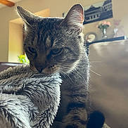 Touma a rejoint le concours — aidez-le/la à gagner de superbes lots ! blanket, cat, close_up, couch, cozy, curious, domestic_animal, feline, flowers, fur, furniture, home_decor, indoor, living_room, pet, relaxing, soft_light, tabby, whiskers, window