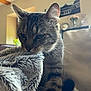 blanket, cat, close_up, couch, cozy, curious, domestic_animal, feline, flowers, fur, furniture, home_decor, indoor, living_room, pet, relaxing, soft_light, tabby, whiskers, window