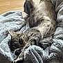 animal, blanket, cat, comfort, cozy, cute, feline, fur, gray, home, indoor, lying_down, paws, pet, relaxed, resting, sleeping, soft, tabby, warm