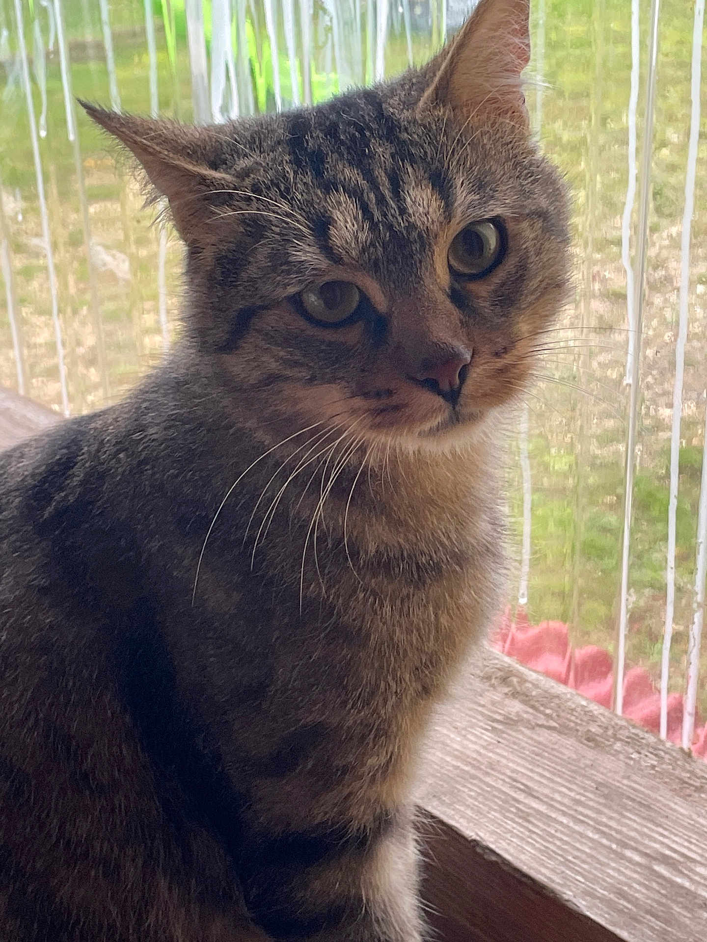 Touma participe au concours pour gagner de l'argent avec cette photo : cat, tabby, animal, pet, whiskers, fur, window, glass, natural_light, closeup, indoor, curious, portrait, feline, mammal, sitting, looking, ears, face, soft_light