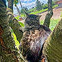 cat, tabby, tree, branches, outdoor, nature, sunlight, fluffy, animal, pet, greenery, sky, clouds, rural, fence, relaxed, resting, fur, wildlife, daytime