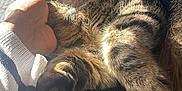 Papouille a rejoint le concours — aidez-le/la à gagner de superbes lots ! abyssinian, angora, animal, bodypart, cat, chair, clothing, cushion, face, furniture, hand, head, homedecor, kitten, manx, person, pet, photography, portrait, sleeping