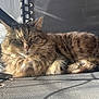 Papouille participe au concours pour gagner de l'argent avec cette photo : abyssinian, angora, animal, cat, chair, computer, couch, electronics, furniture, kitten, laptop, manx, pc, person, pet, racket, sleeping, sport, tennis, tennisracket