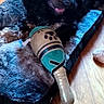 Tresor a rejoint le concours — aidez-le/la à gagner de superbes lots ! animal, black_dog, comfort, cozy, dog, dog_bed, flooring, fur, happy, home, indoor, lying_down, mouth_open, paw_prints, pet, plush_toy, relaxed, resting, toy, wooden_floor