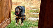 Tresor participe au concours pour gagner de l'argent avec cette photo : dog, black_and_tan, grass, doorway, wooden_door, backyard, stone_path, porch, plants, greenery, outdoor, pet, animal, yard, summer, sunlight, wood, home, nature, happy